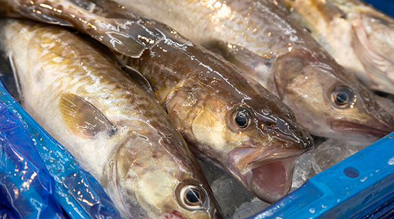 鮮度抜群の魚介が驚くほどリーズナブル